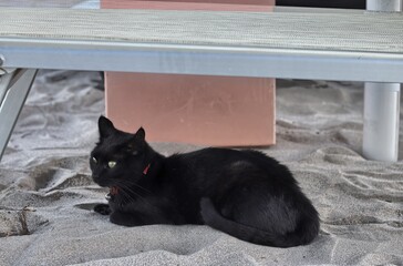 Black cat at the beach