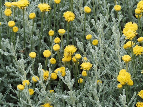 Buisson de Santoline petit-cyprès ou santolina chamaecyparissus à floraison en boules jaune or sur tiges souples au dessus d'un duvet gris-argenté