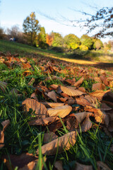 autumn leaves on the ground