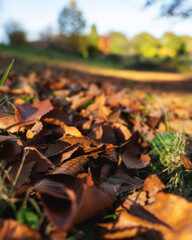 autumn leaves on the ground