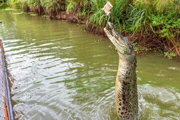 Saltwater crocodile jumping for a snack in the Adelaide River, Darwin, Australia