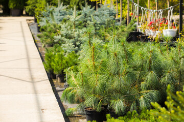 Evergreen plants grown at the botanical garden