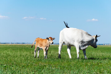 A bull and a cow graze in the field.