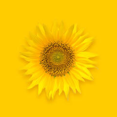 Naklejka premium Beautiful big sunflower flower on a yellow background.