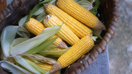 ripe yellow corn in a wicker basket