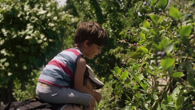 A young boy sitting on his mom's shoulders pick blueberries from a bush 