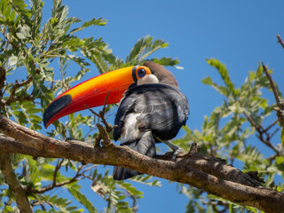 toucan on a tree