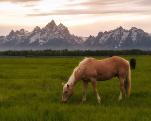 Fototapeta na wymiar beautiful peaceful horses in the meadow at sunset