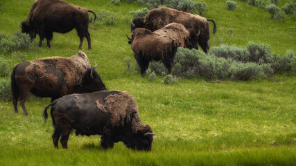 bison in park national park