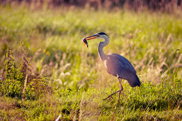 Grey heron catches a fish and eating it on grass land during golden hour