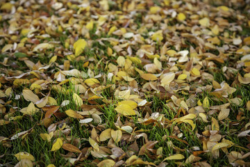 Autumn leaves ground