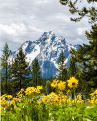 meadow with flowers in grand teton mountains