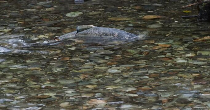 Salmon moving upstream during salmon run in shallow waters of Goldstream river in Victoria BC, Vancouver Island
