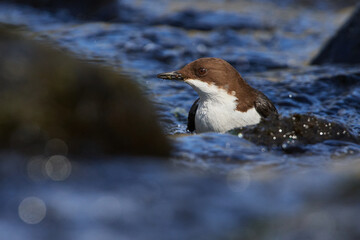 Wasseramsel (Cinclus cinclus) an der Spree	