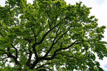 Low angle view of a giant young oak of the public swimming pool of community Brugg Switzerland. Close-up.