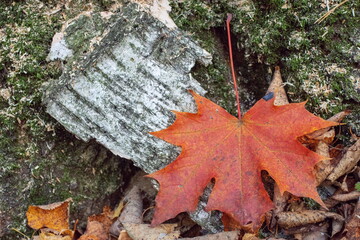 Autumn etude with birch bark and maple leaf
