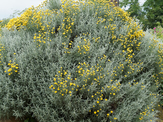 Buisson de Santoline petit-cyprès ou santolina chamaecyparissus à floraison en boules jaune or...