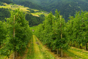 Summer landscape along the cycleway of the Venosta valley