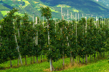 Summer landscape along the cycleway of the Venosta valley