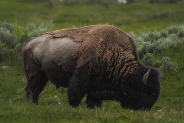 Fototapeta premium american bison