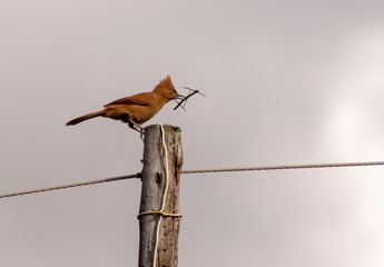 bird on a wire