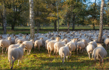 Obraz premium 'Kalmthoutse Heide': herd of sheep on heather in Kalmthout on the border between the Netherlands and Belgium
