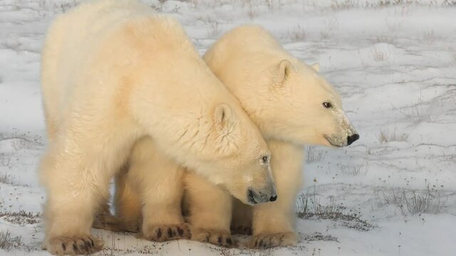 Young polar bears on snowy plain.