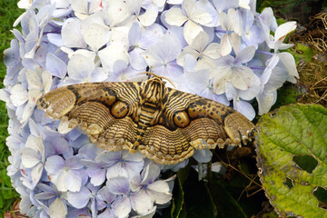 An owl moth resting on pale purple hydrangea flowers.