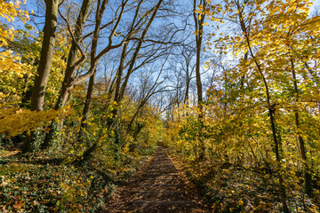 Parc de Sceaux in autumn - Ile de France - Paris Region - France