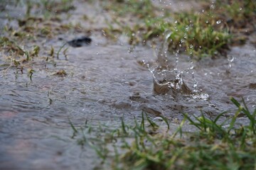 rain is faling in a puddle in the garden