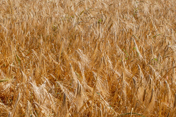 Gold Wheat Field. Beautiful Nature Sunset Landscape. Background of ripening ears of meadow wheat field. Concept of great harvest and productive seed industry