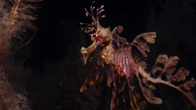 Leafy Sea Dragons Phycodurus eques feeding at night with eggs 4k 25fps slow motion
