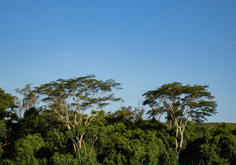 Trees from the rainforest of Brazil, from the Atlantic Forest biome