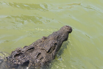 crocodile in the water