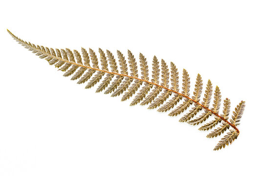 Silver fern dried leaf, symbol of New Zealand, white background