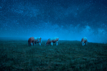 Cows grazing in a field at night under a starry sky - Powered by Adobe