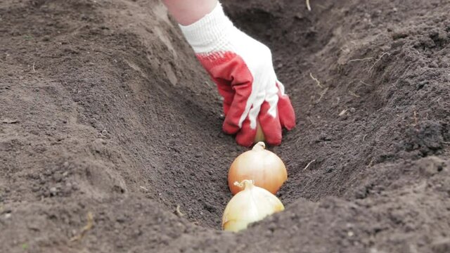 Gloved hands plant and bury the bow in the ground.