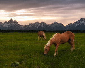 beautiful peaceful horses in the meadow at sunset