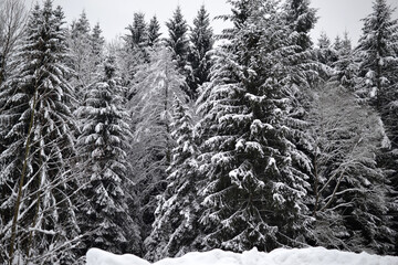 snow winter forest christmas winter wonderland sunset