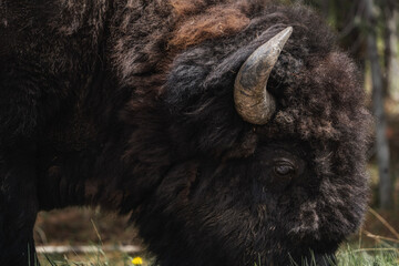 american bison close up © Santiago