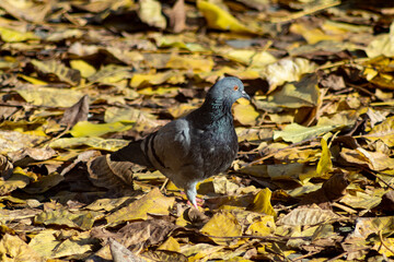 Photo of a pigeon