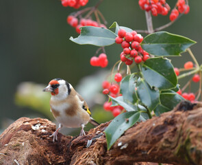 Stieglitz auf Wurzel