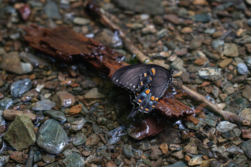 butterfly in the water