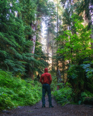 Fototapeta premium male hiker in the woods freedom