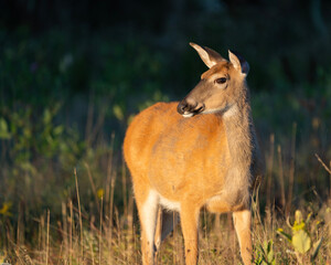 freedom deer in sunset shendandoah wildlife landscape nature