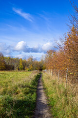 Fototapeta na wymiar Herbstlandschaft an einem Waldweg