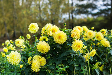 Yellow color  vivid  dahlia flowers growing outdoors in sunny day in autumn time, beautiful floral background