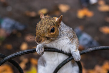 Photo of a beautiful and small squirrel in a park in London during autumn