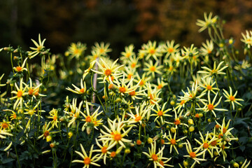 Dahlia flowers “Rufle yellow”  growing outdoors in sunny day in autumn time, beautiful floral background