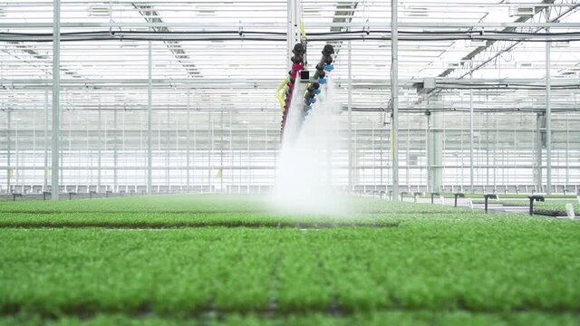 Automatic watering of green salad plants with using equipment in hydroponic greenhouse spbd. Motion shot of metal installation moves over annual crops and irrigates them with clean aqua in interior of